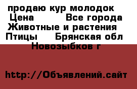 продаю кур молодок. › Цена ­ 320 - Все города Животные и растения » Птицы   . Брянская обл.,Новозыбков г.